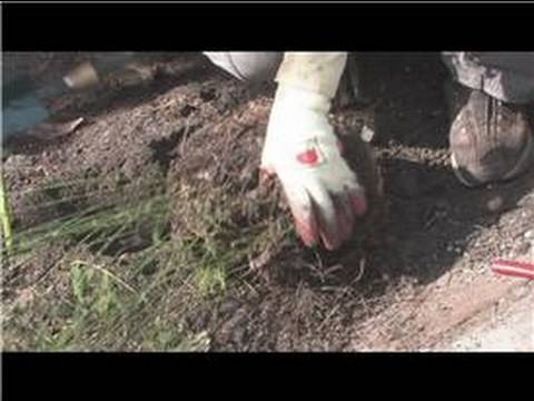 how to transplant asparagus in the fall