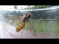 Hoverfly Licking the Inside of a Pint Glass Outside The Onslow Arms by the Wey and Arun Canal, Loxwood, West Sussex, UK www.YouTube.com