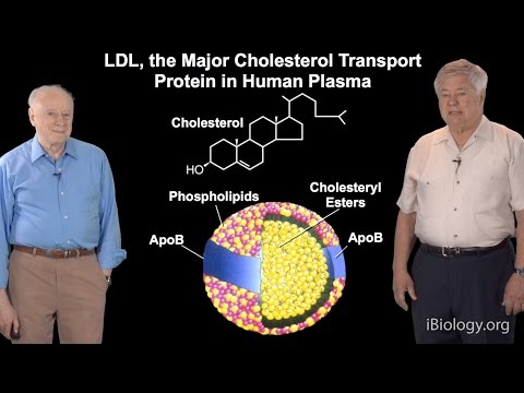 how to treat ldl-p