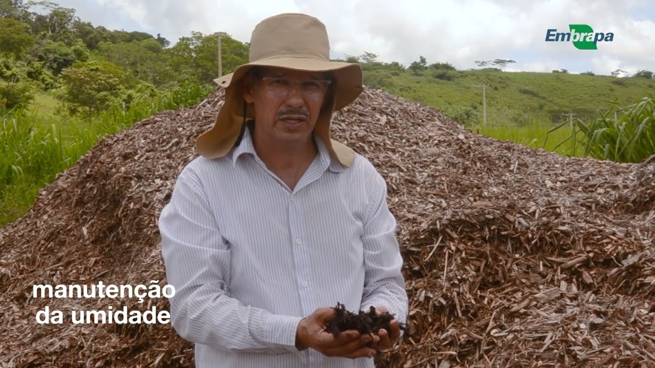 Coberturas de Solo em Agrofloresta: o “Pó de Pau”