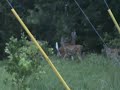 beautiful deer in my yard
