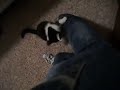 2 Kittens Climbing up my Pantleg!