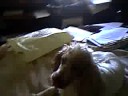 perro chiqui top2