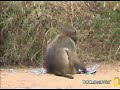 Baboon Eats A Helmeted Guinea Fowl at Pete\ Baboon Eats A Helmeted Guinea Fowl at Pete\