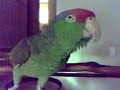 FLIRTING Parrot FLIRTING Parrot