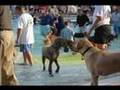 Pooch Plunge 2006 (extended version)
