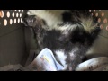 Skunk with MBD, Mary Cummins, Animal Advocates