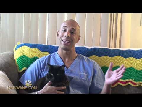 how to treat upper respiratory infection in cats