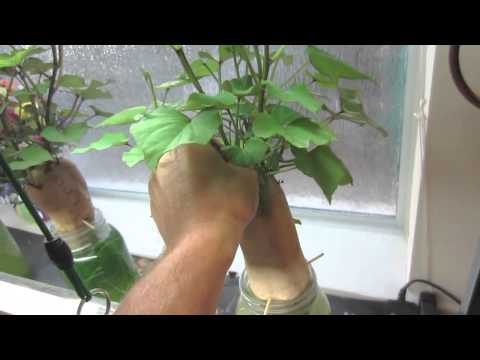how to transplant sweet potato slips