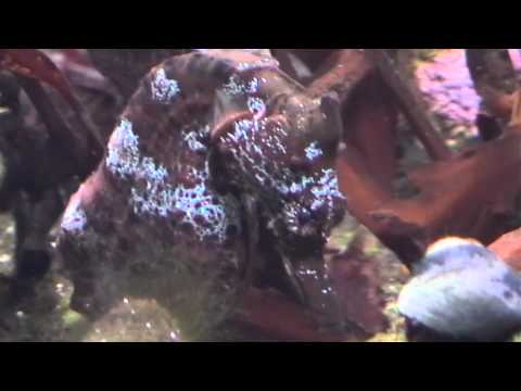 See video