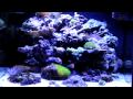 JBJ Nanocube 28 Gallon Led Tank
