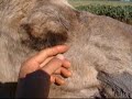 ラクダ動画