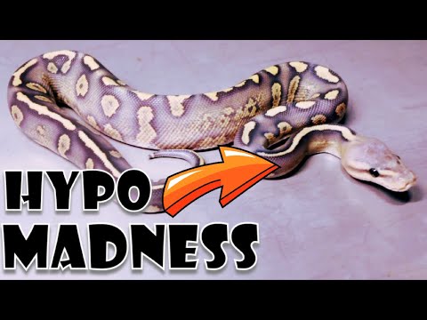 YouTube reptile video