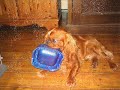 My Pets