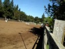 Jamica-Noel_Hunter Hack_Springdown Trot-Canter
