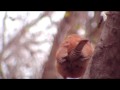 Carolina Wren in Connecticut
