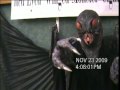 VTS_01_1.VOB A comparison between the Mothman and the Thunderbird