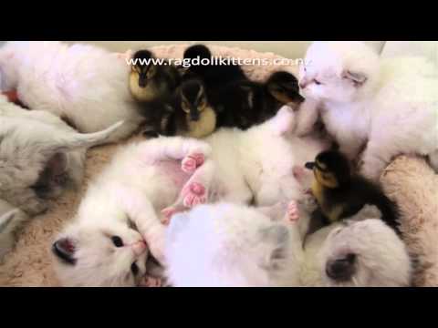 Kittensyoutube on Kittens En Kuikens Spelen Samen   Snuffelknuffel