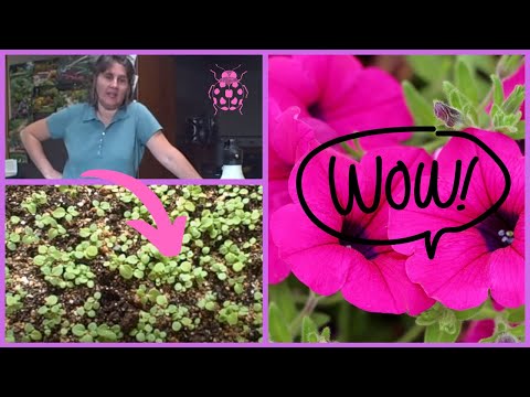 how to transplant petunia