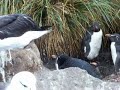 Rockhoppers calling.mov