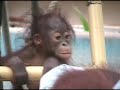 Orangutan Fashion Show