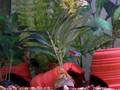 Neon Tetras and Corydora (spotted & panda)