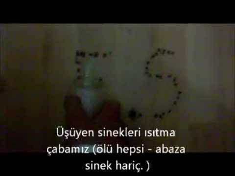 sary savar