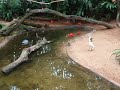 Birds in Foz de Iguazu