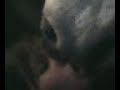 Isnogood Kiss (l)