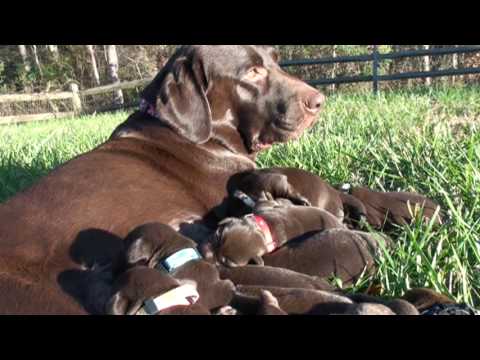 Day 07 – Chocolate Labrador Retriever Puppies Outside in the Awesome Sunlight!