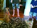 Millie our 12 week old Boxer pup and the boys