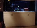 gibberosa moba 250G tank