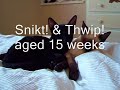 SNIKT! AND THWIP! AGED 15 WEEKS PART 1
