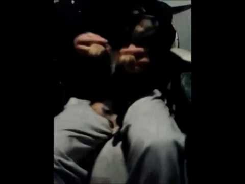 Puppy Dancing To Kid Cudi The Prayer
