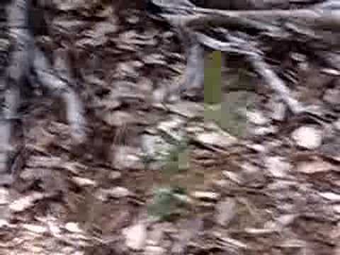 dancing plant