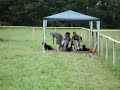 Working Cocker Scurry - CLA Game Fair 2008