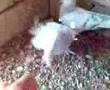 g�vercin