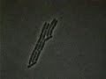 bacteria bacteria