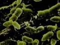 bacteria