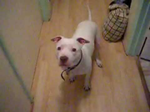 Cane che ha paura delle scoregge Cane che ha paura delle scoregge
