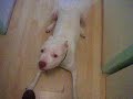 This is Bullit, he doesn't like the sound of farts or 