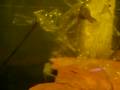 videos de Triturus dobrogicus