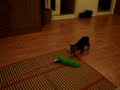 Hyper cat