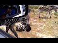     zebre     zebra     troll     cri     voiture     safari  