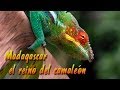 videos de Madagascar kingdom of the chameleon