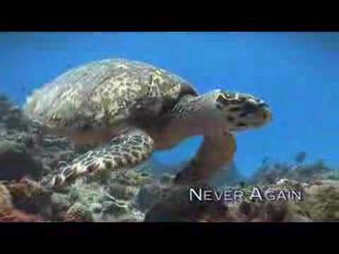 Hawkbill Turtle