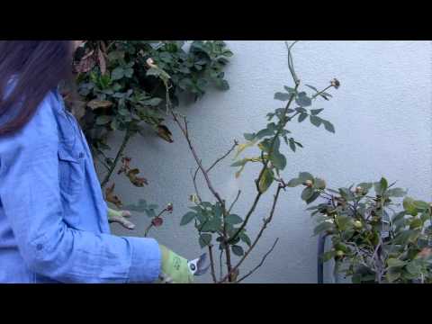 how to trim rose trees