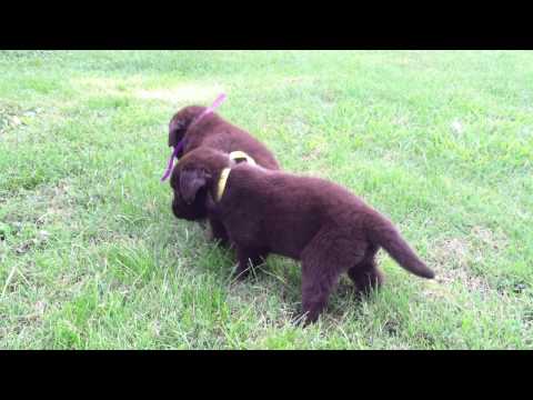 Video of Lacies girls playing in the yard