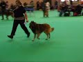 Crufts 2008 1 Post Graduate dog