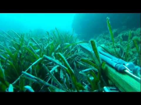 vidéos chasse sous marine hd - films tourneè sur la cote varoise et bouche du rhone avec les chasseurs marc dechappe et angelo baccei.